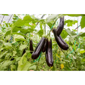 Brinjal (21)-2529938-48252.webp
